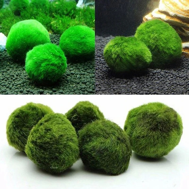 Aquarium Plant Echinodorus - 1Pcs 3-4cm Moss Balls Live Aquarium