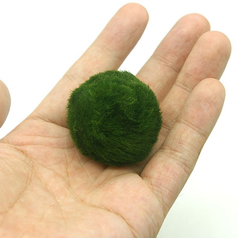 Aquarium Plant Echinodorus - 3-4cm Marimo Moss Balls Live Aquarium