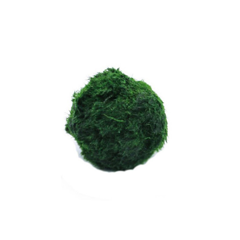Aquarium Plant Echinodorus - Marimo Moss Balls Live Aquarium Plant