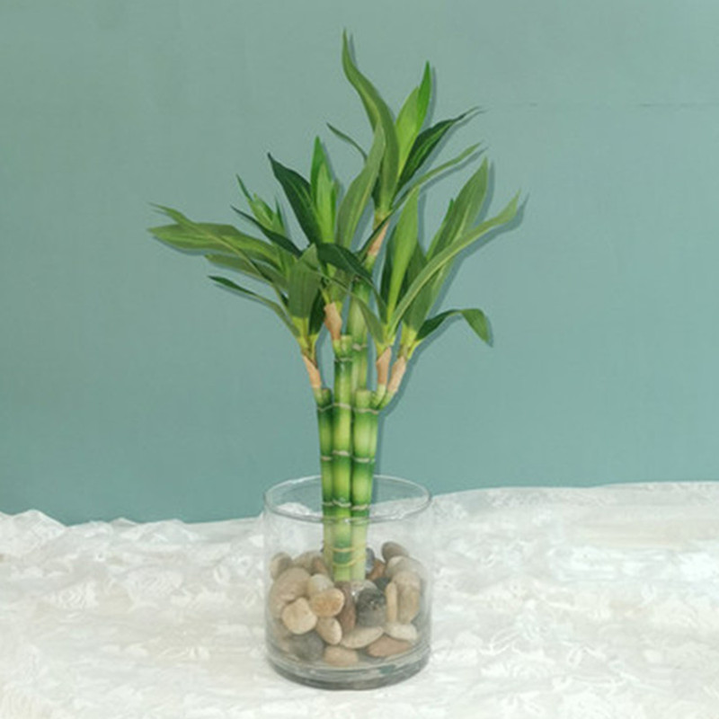 New 40cm rFtificial Lucky Bamb - огляд і ціна Aquarium Plants Book
