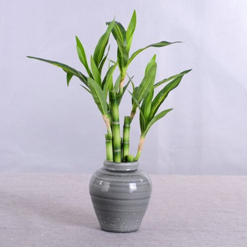 New 40cm rFtificial Lucky Bamb - огляд і ціна Aquarium Plants Book