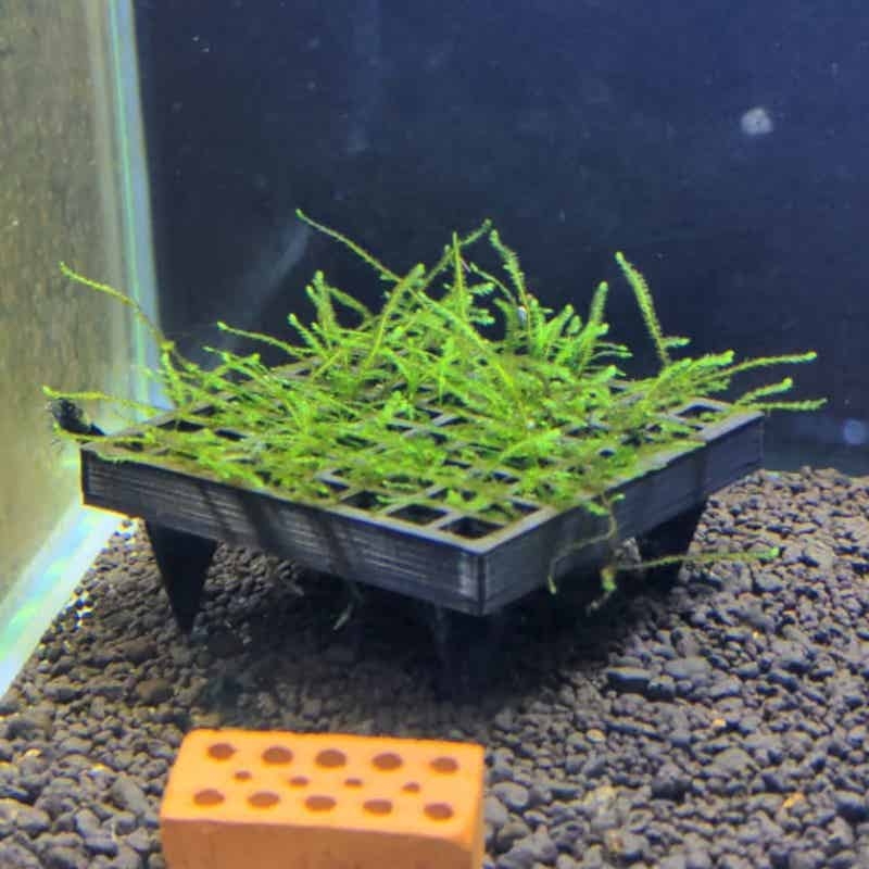 Aquarium Moss Cage Holder Fish - огляд і ціна Aquarium Plant Echinodorus
