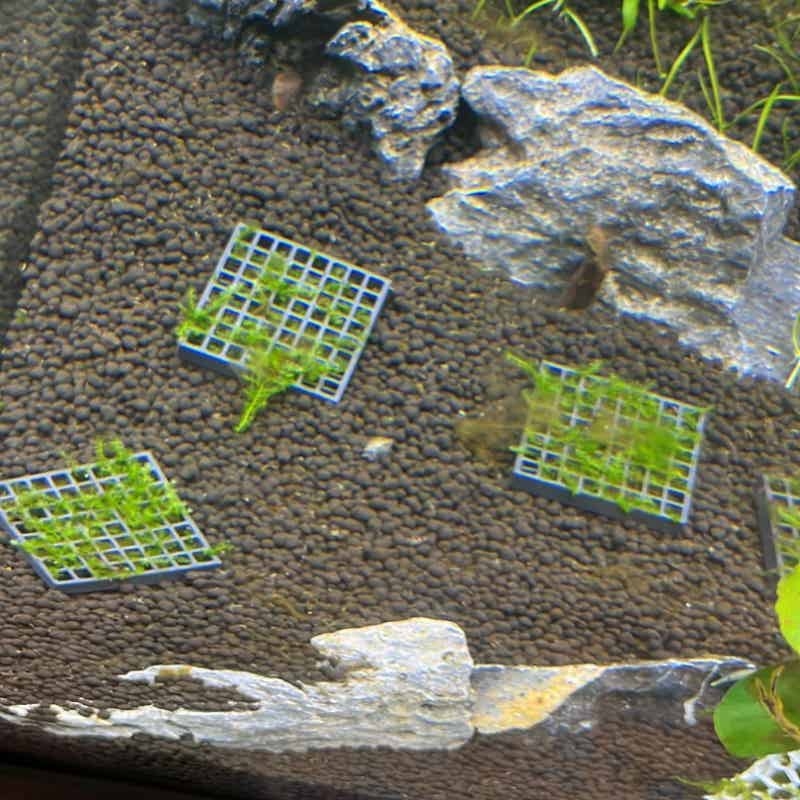 Aquarium Moss Cage Holder Fish - огляд і ціна Aquarium Plant Echinodorus
