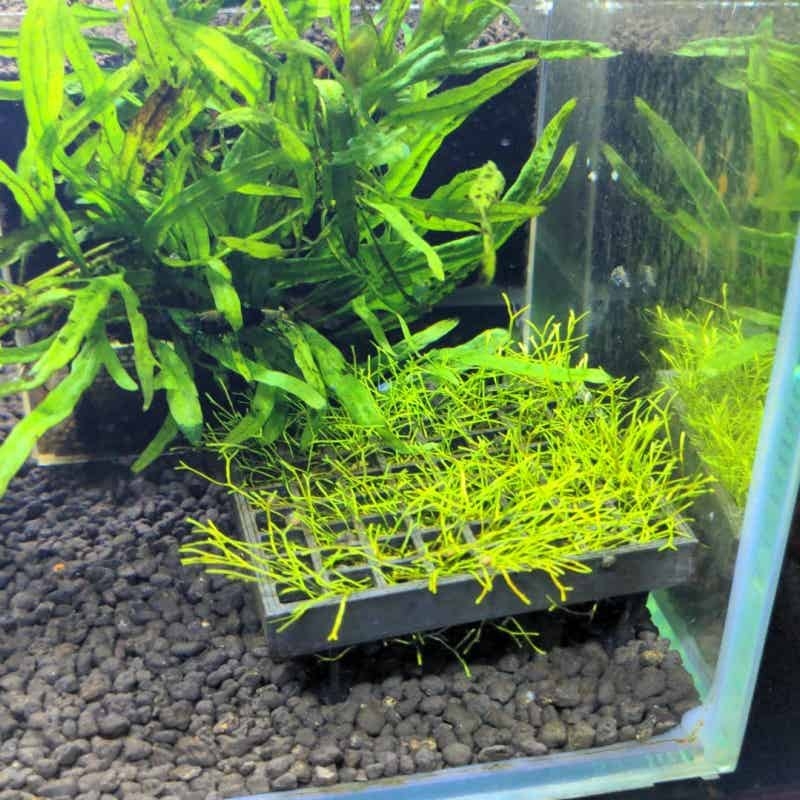 Aquarium Moss Cage Holder Fish - огляд і ціна Aquarium Plant Echinodorus