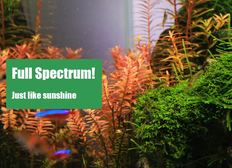 Chihiros C Series ADA Style Pl - огляд і ціна Aquarium Plant Growing