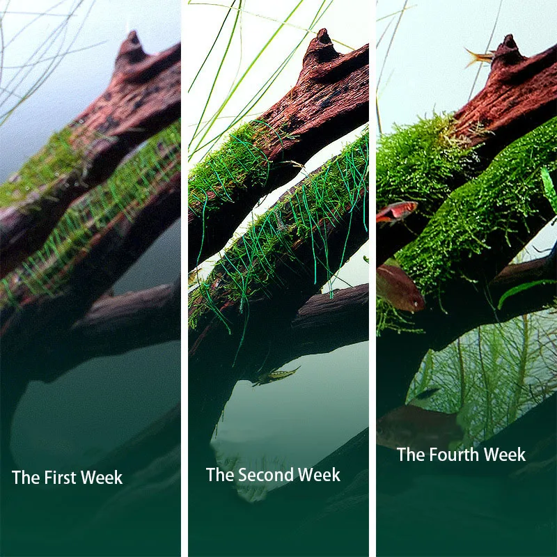 Degradable Aquarium Driftwood  - огляд і ціна Aquarium Plant Echinodorus