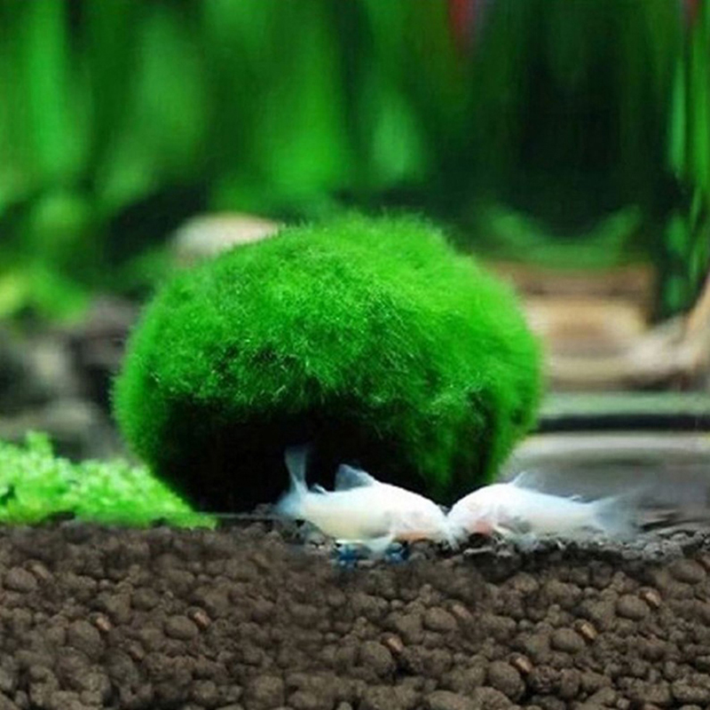 3-4cm Marimo Moss Balls Live A - огляд і ціна Aquarium Plant Echinodorus