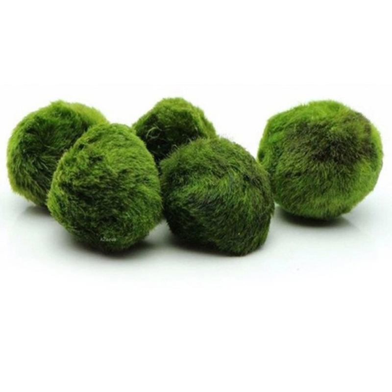 3-4cm Marimo Moss Balls Live A - огляд і ціна Aquarium Plant Echinodorus