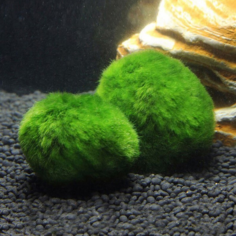 Marimo Moss Balls Live Aquariu - огляд і ціна Aquarium Plant Echinodorus