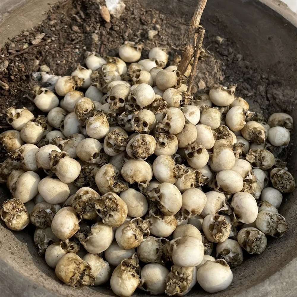 Mini Skull High Quality Miniat - огляд і ціна Aquarium Plants Book