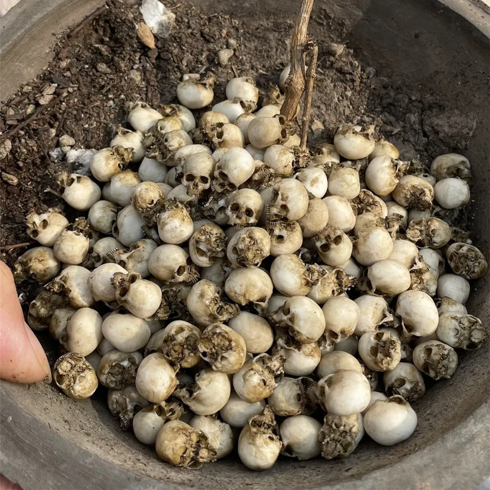 Mini Skull High Quality Miniat - огляд і ціна Aquarium Plants Book