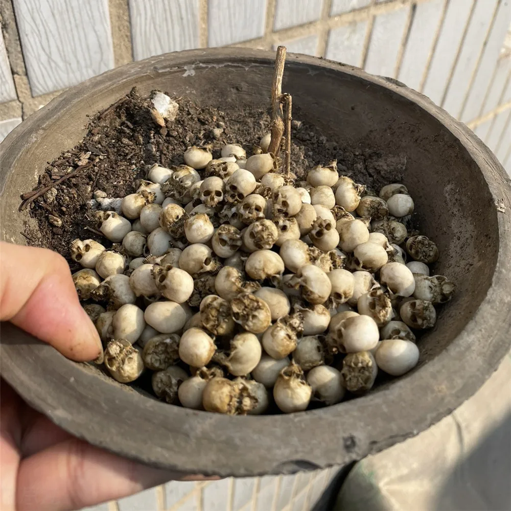Mini Skull High Quality Miniat - огляд і ціна Aquarium Plants Book