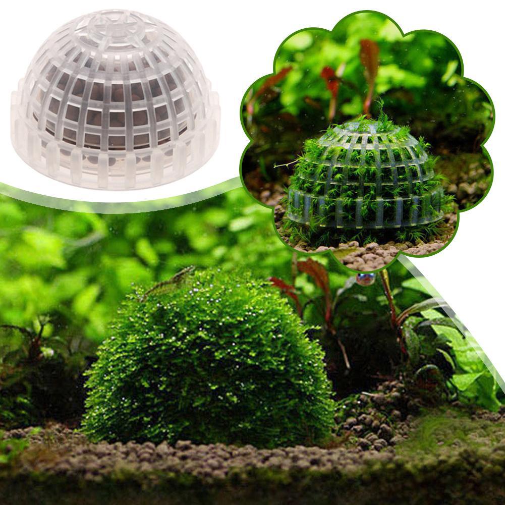 1pc Aquatic Pet Supplies Decor - огляд і ціна Aquarium Plant Echinodorus
